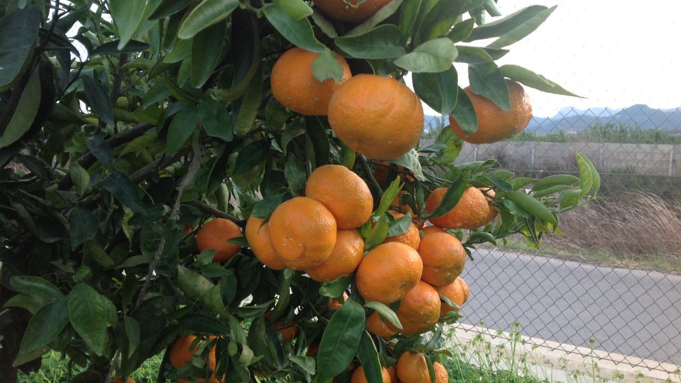 Nena murió por comer mandarina envenenada