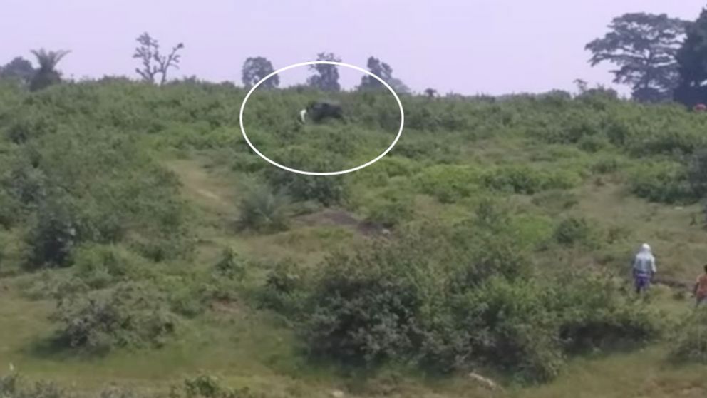Murió aplastado por elefante al querer sacarse una selfie