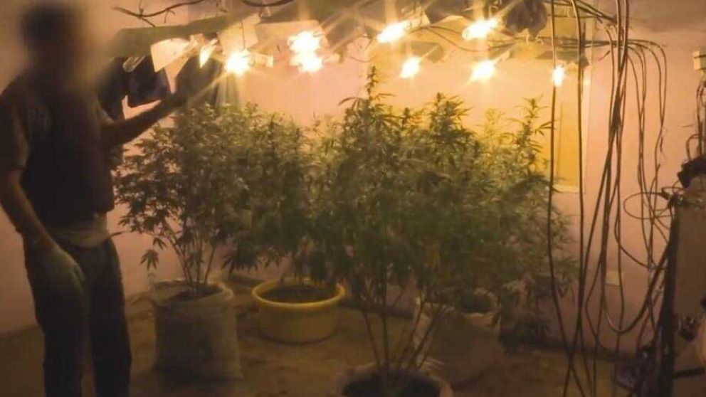 PLANTAS. Este era el vivero de los narcos.