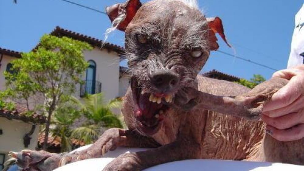 Temor por la aparición de "perros zombies"