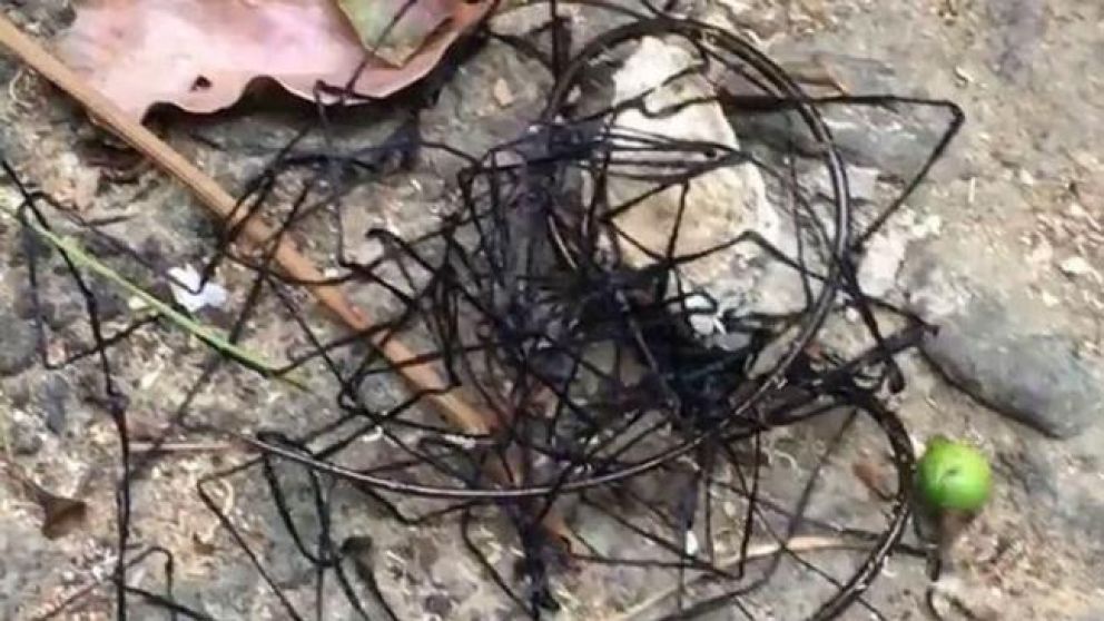 Pánico y conmoción por aterradora criatura movediza