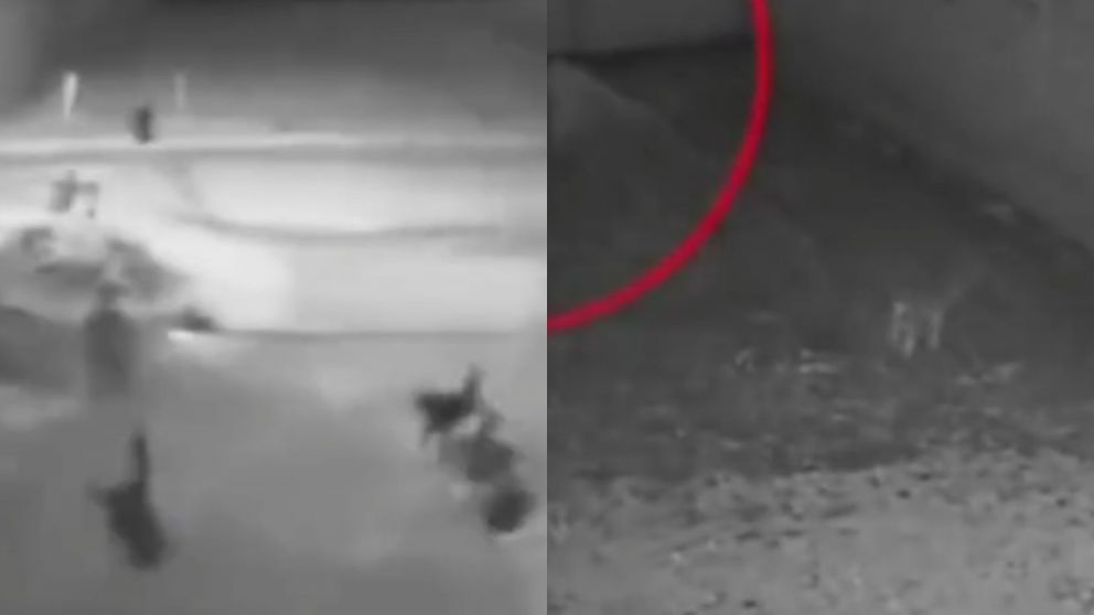 En el video se observa al nene ser perseguido por dos perros, para luego desaparecer misteriosamente (Captura video).
