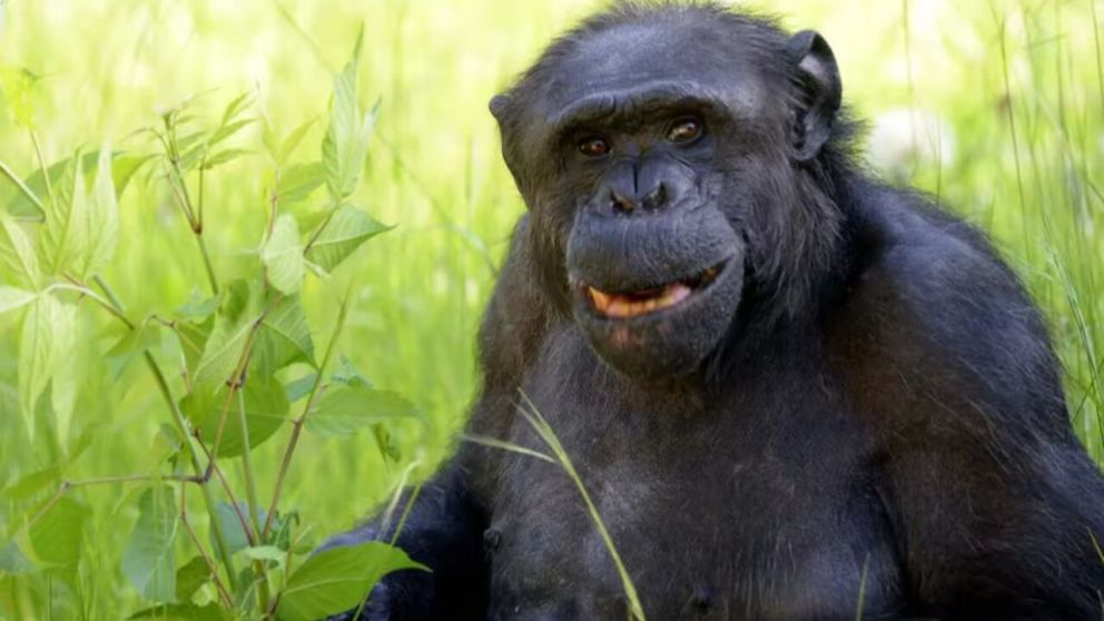 Tomy tenía 49 años y vivió casi toda su vida en el zoológico de La Plata (0221).