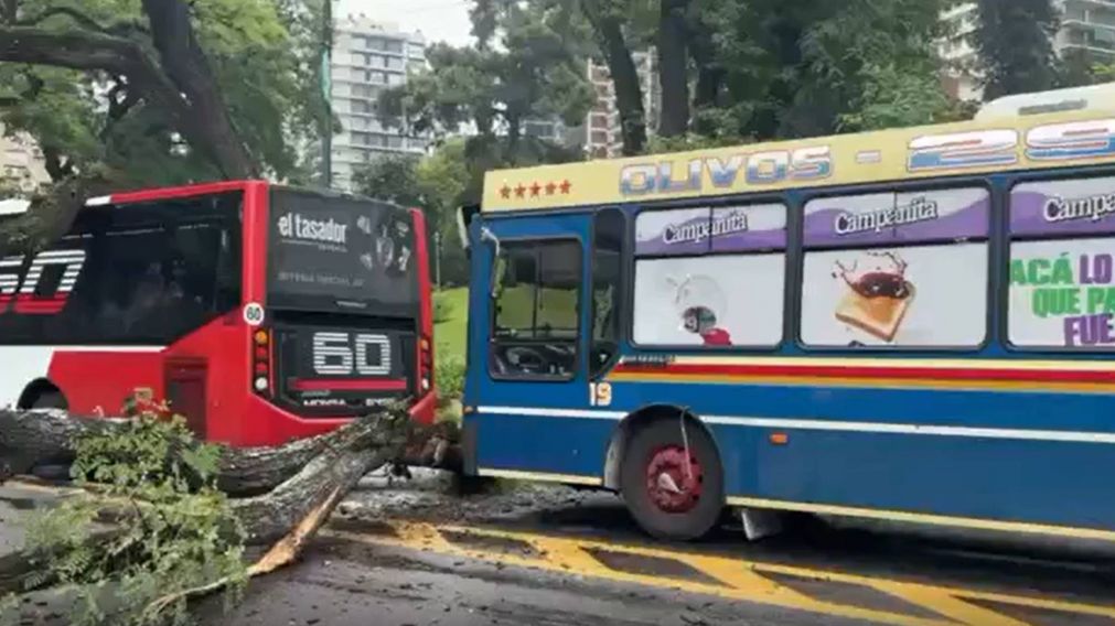 Cuatro heridos tras caída de un árbol sobre dos colectivos en Belgrano