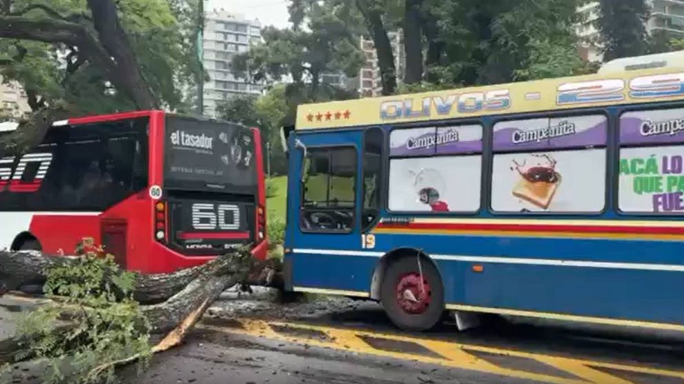Cuatro heridos tras caída de un árbol sobre dos colectivos en Belgrano