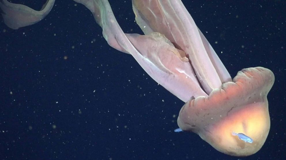 Descubren una medusa "fantasma" gigante en las profundidades del Mar Argentino.