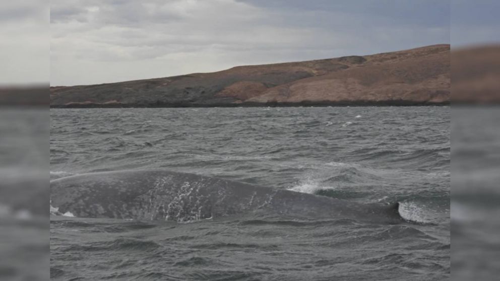 Encuentro histórico: una ballena azul sorprendió en las costas de Chubut.