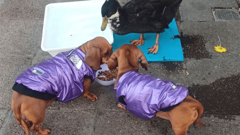 El pato Juan está acusado de ante la Municipalidad de Mendoza de haber atacado un perro (x/@asperoprensa).