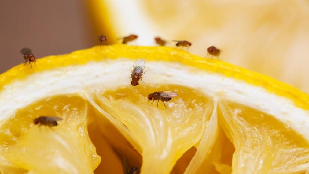 Las mosquitas son molestas, pero existe un truco casero para eliminarlas (Imagen ilustrativa).