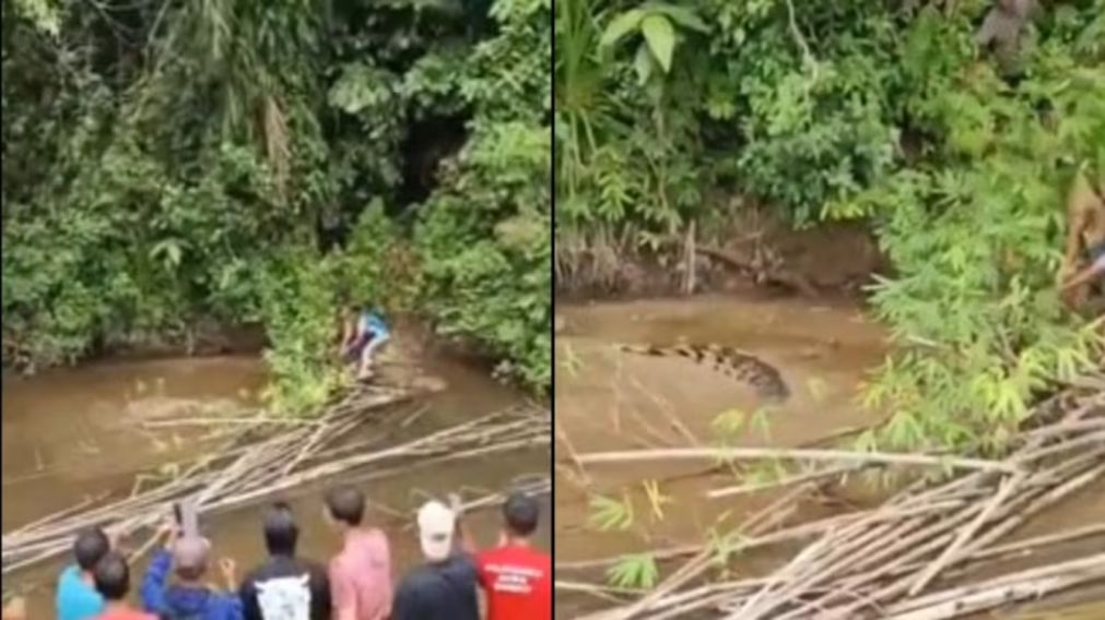 Un cocodrilo de cuatro metros devoró a una mujer que recolectaba almejas en un río de Indonesia (Imagen captura vídeo).
