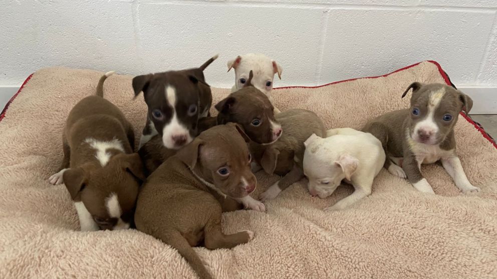Indignación total en Quilmes Centro: rescatan a ocho perritos que eran vendidos en condiciones inhumanas