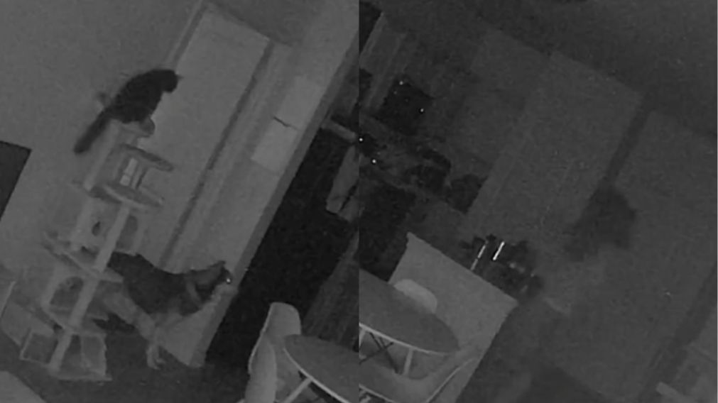En el video paranormal se ve c�mo el "fastasma" desaparece como si nada frente a las mascotas (Imagen ilustrativa).
