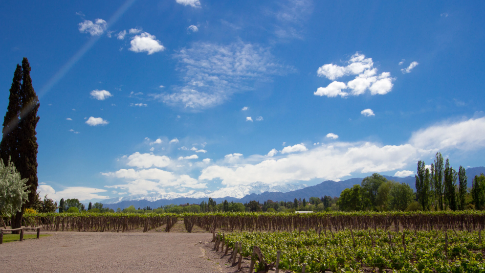Un rincón encantador para perderse entre vinos, árboles y paisajes únicos