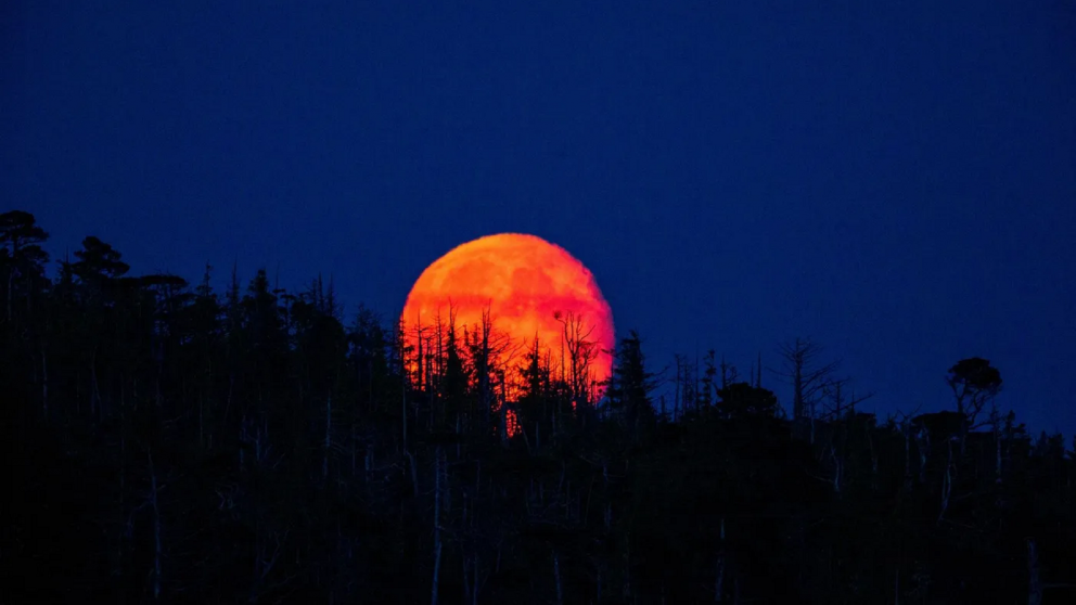 Luna de Sangre: los signos que cambiarán su suerte en marzo.