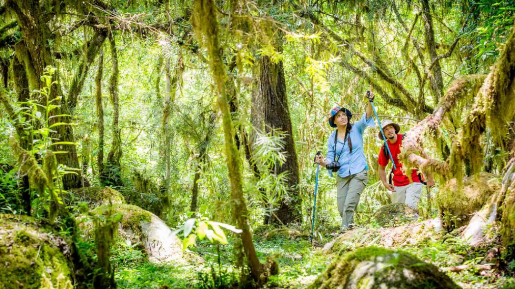 Selva, montañas y agua pura se combinan en uno de los paisajes más singulares del país.