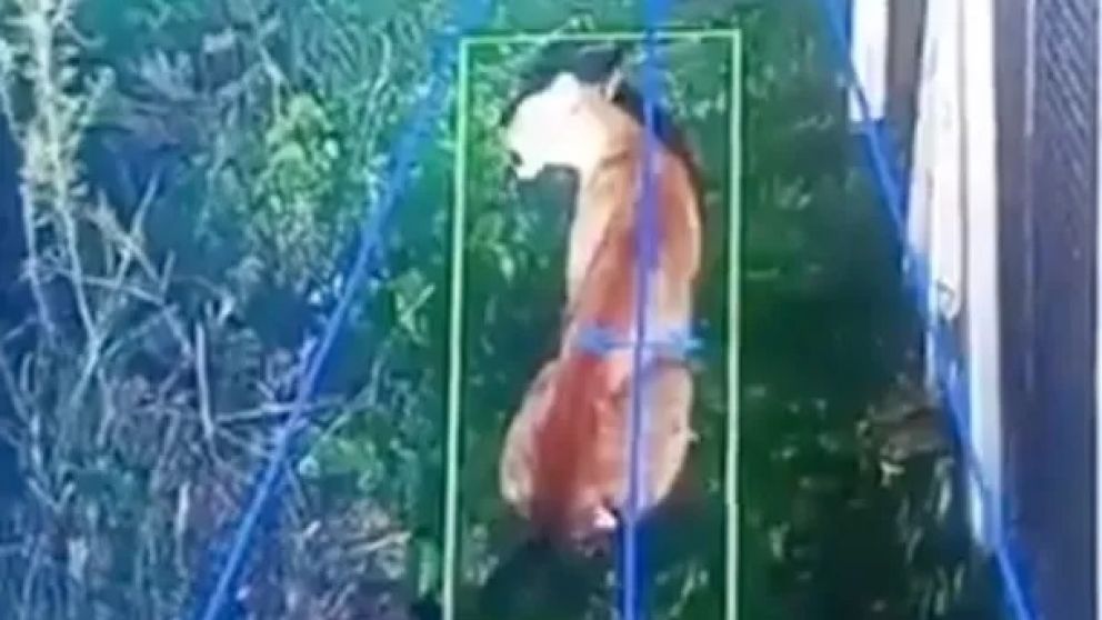 Alerta en Berazategui por un puma suelto: montan un fuerte operativo