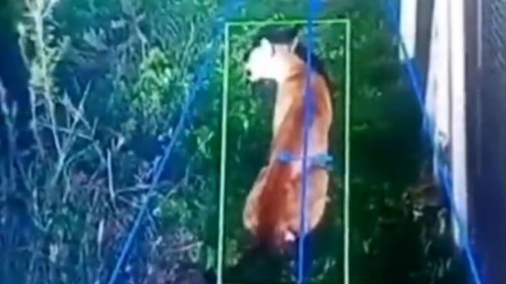 Los vecinos de un barrio privado de Hudson están asustados por la presencia de un puma.