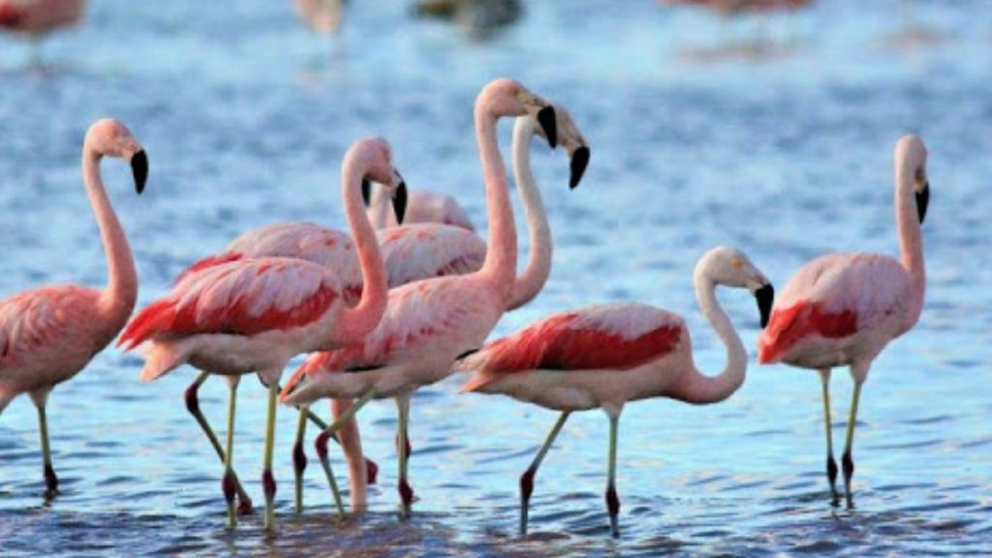 Lagunas, aves y extensos paisajes rurales convierten a este rincón en un escenario ideal.