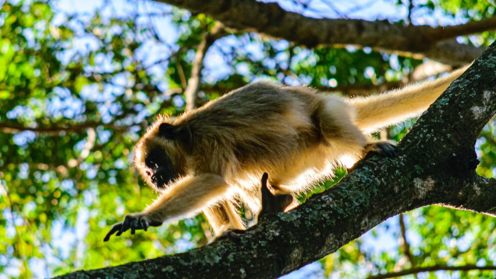 El área protegida permiten recorrer el monte y observar distintas especies de fauna en su entorno natural