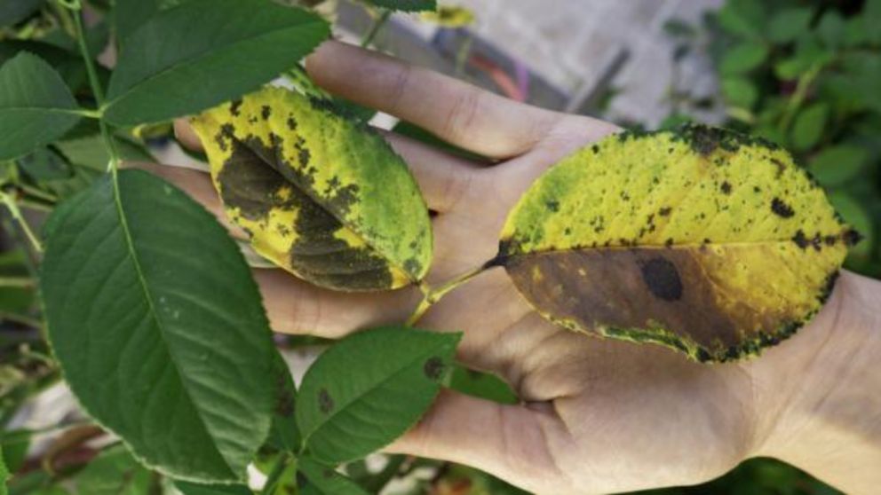 Cómo quitar las manchas negras y salvar la vida de tus plantas.