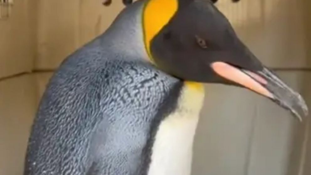 El animal fue encontrado en la ribera de Vicente López y será observado por especialistas (X).