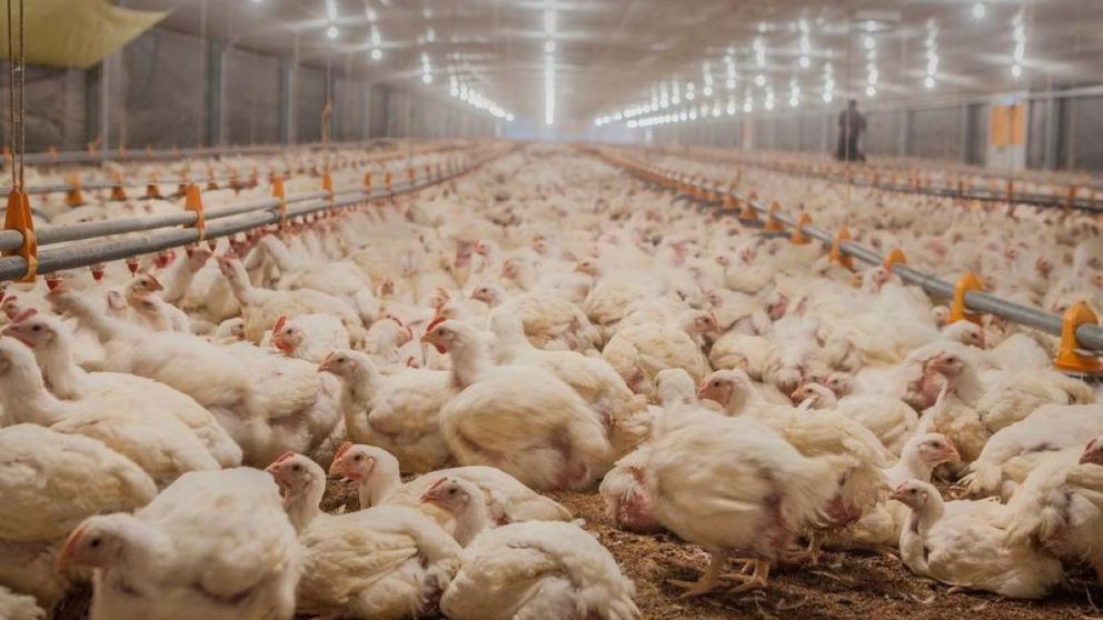 En los últimos años creció el consumo de pollo en el país.