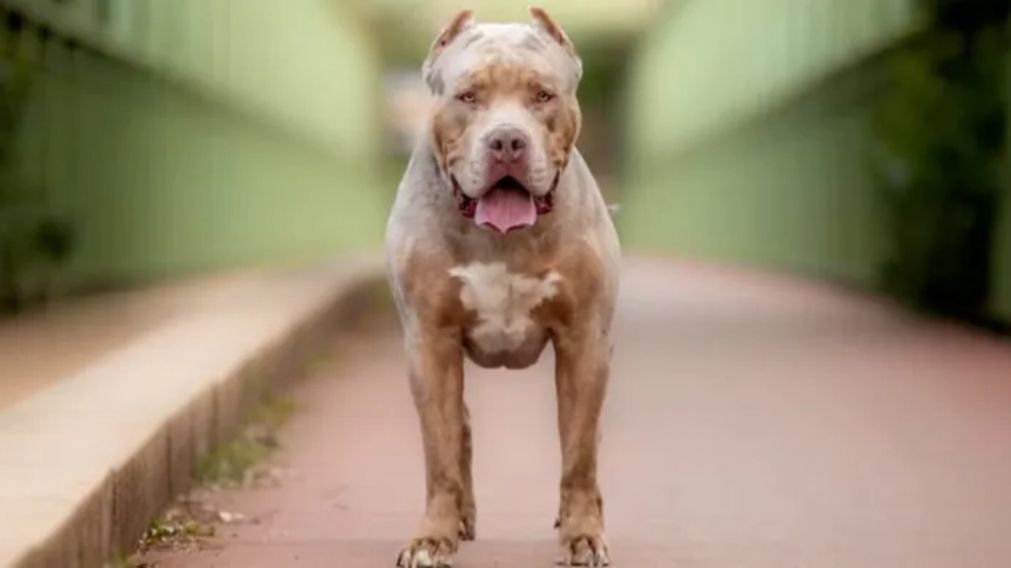 Un pitbull le arrancó el dedo pulgar de la mano a una mujer en Santa Fe (Imagen ilustrativa).