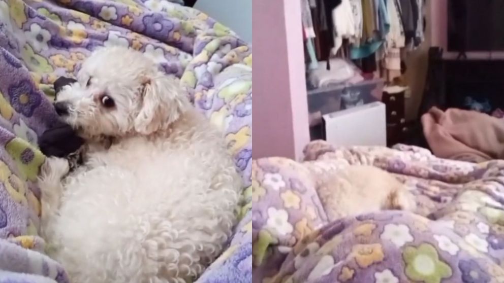 Una joven vivi� un momento paranormal que qued� registrado mientras compart�a un juego con su perrita (Captura video).