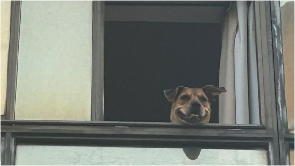 Un perro tiró su pelota desde el balcón y la reacción de una mujer se volvió viral: "Me indigno..."