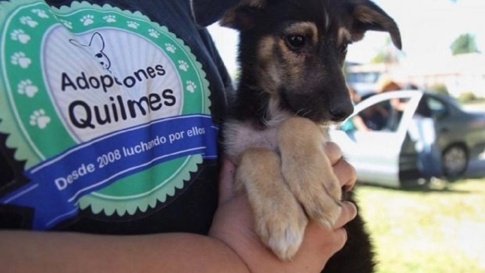 Crisis total en Adopciones Quilmes: suspenden el ingreso de animales por una deuda millonaria