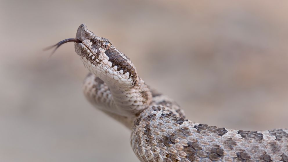 Mendocino fue mordido por serpiente venenosa a metros de su propia vivienda