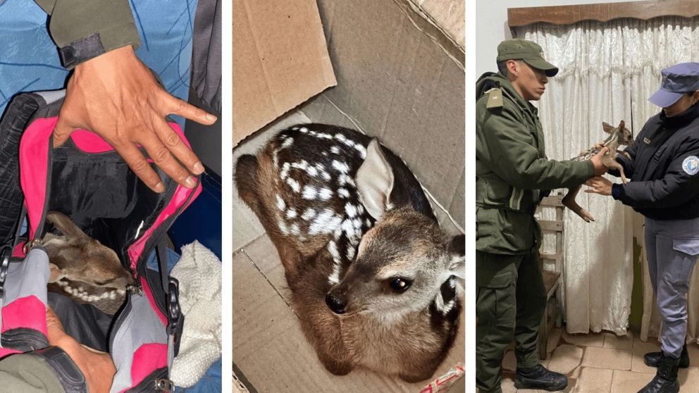 ¡VIDEO! Así viajaba en colectivo con un ciervo en la mochila