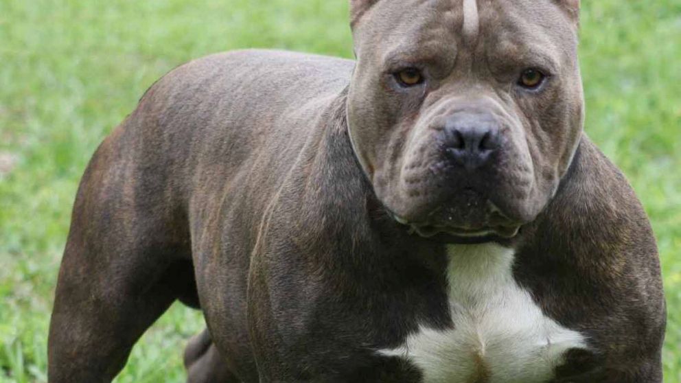 La menor se encuentra en grave estado por el ataque del pitbull (Imagen ilustrativa).