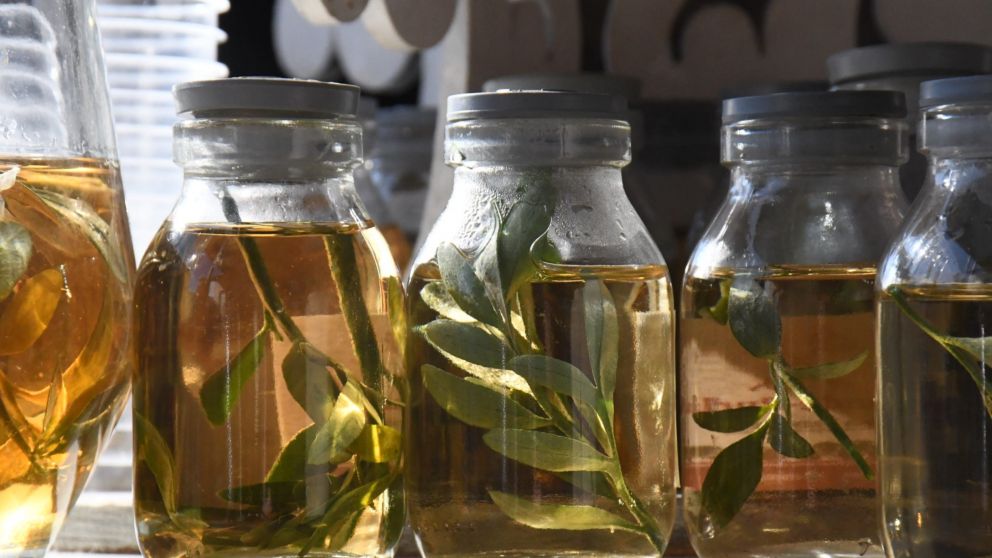 ¿Por qué se bebe caña con ruda el 1 de agosto y qué significado tiene esta tradición ancestral?