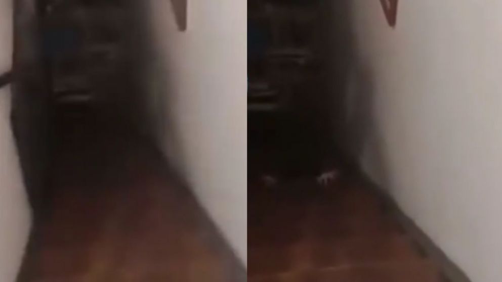 Tras escuchar ruidos extraños, la mujer se encontró con una presencia que la dejó helada (Captura video).