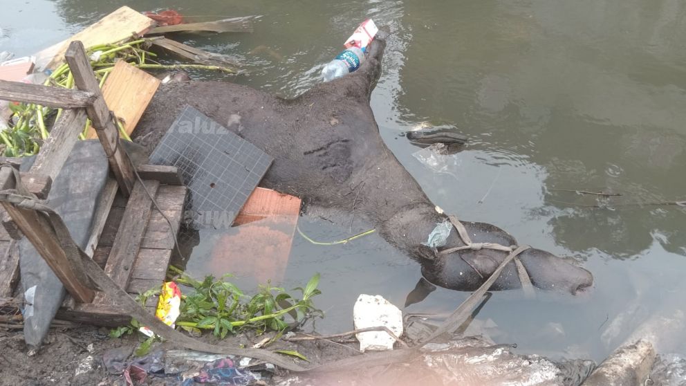 Quilmes: indignación tras el hallazgo de un caballo muerto en el arroyo