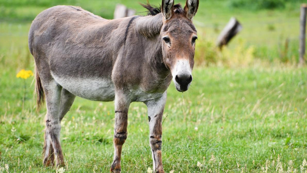 Venden carne de burro y generaron polémica: ¿Cuánto cuesta el kilo?