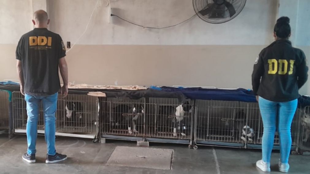 Allanaron un criadero de perros por malos tratos: lo descubrieron por haber vendido un cachorro que estaba sordo