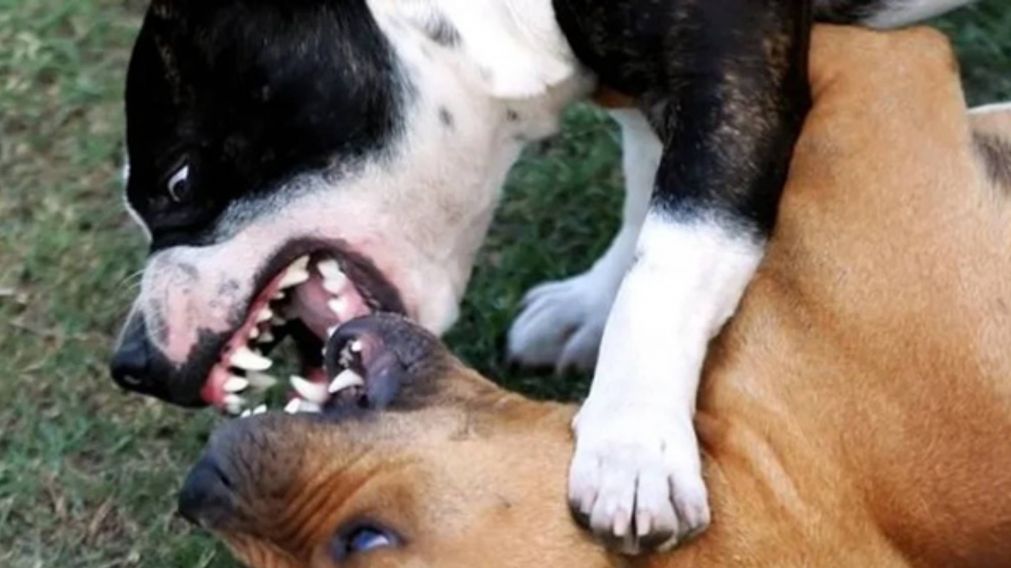 ¡Mordida fatal! Jubilado murió desangrado al intentar separar a dos pitbull que se peleaban.