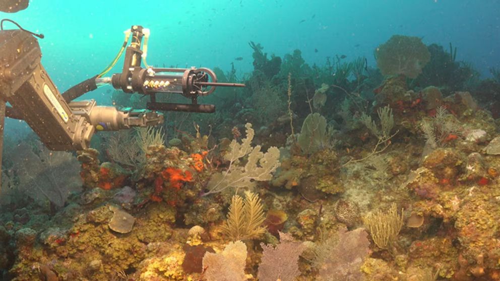 Las imágenes inéditas en tiempo real de la vida marítima.