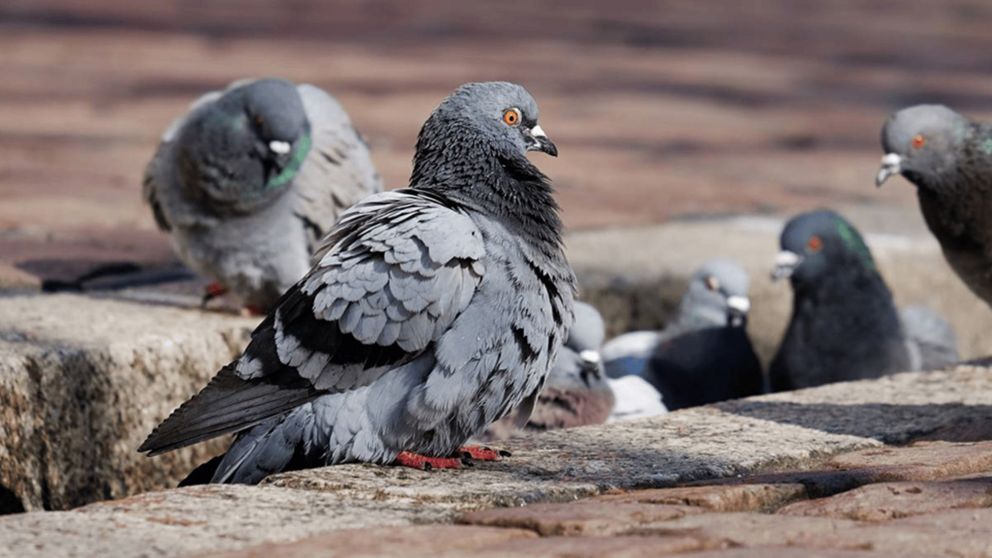Las palomas pueden ahuyentarse muy f�cil.