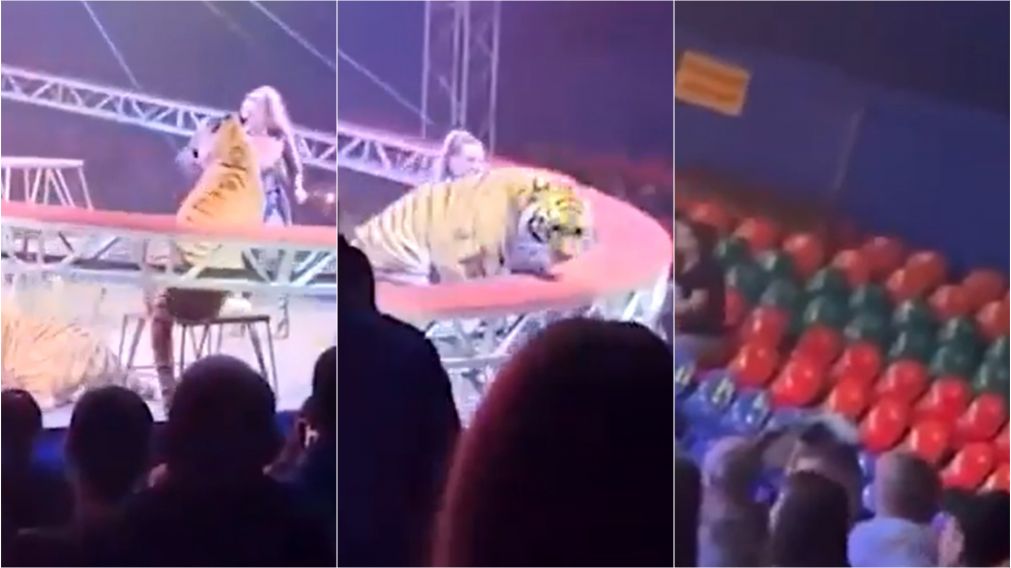 Un tigre se abalanz� contra el p�blico en una funci�n de circo y debieron evacuar a los presentes 