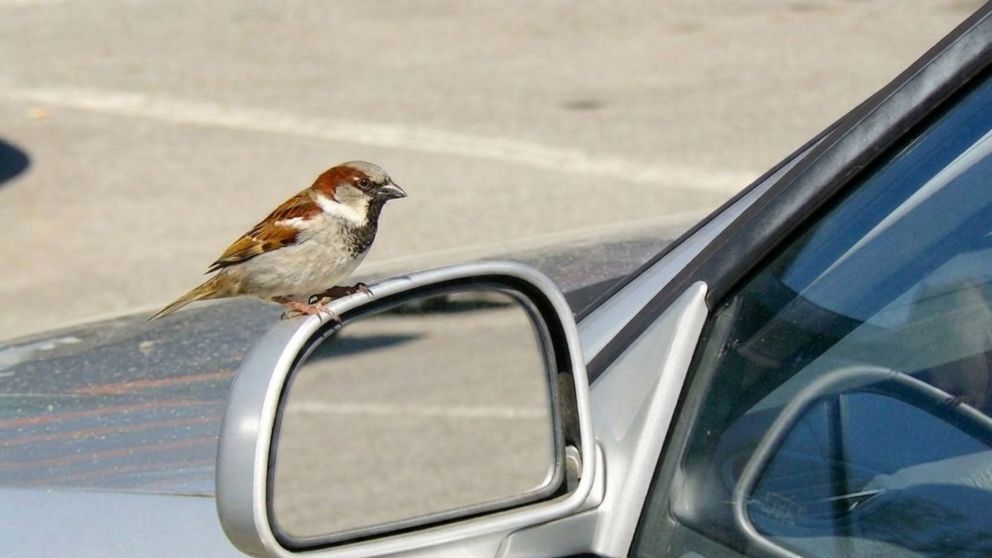 Un afortunado ganó millones en la lotería tras la visita inesperada de un pájaro (Imagen ilustrativa).