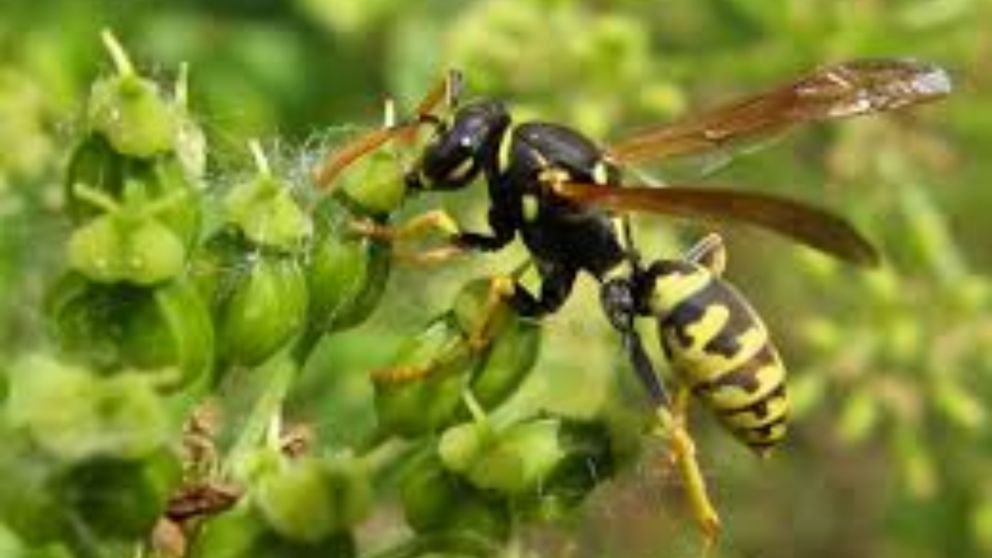Un enjambre de avispas chaquetas amarillas mató a un hombre en Neuquén (imagen ilustrativa).