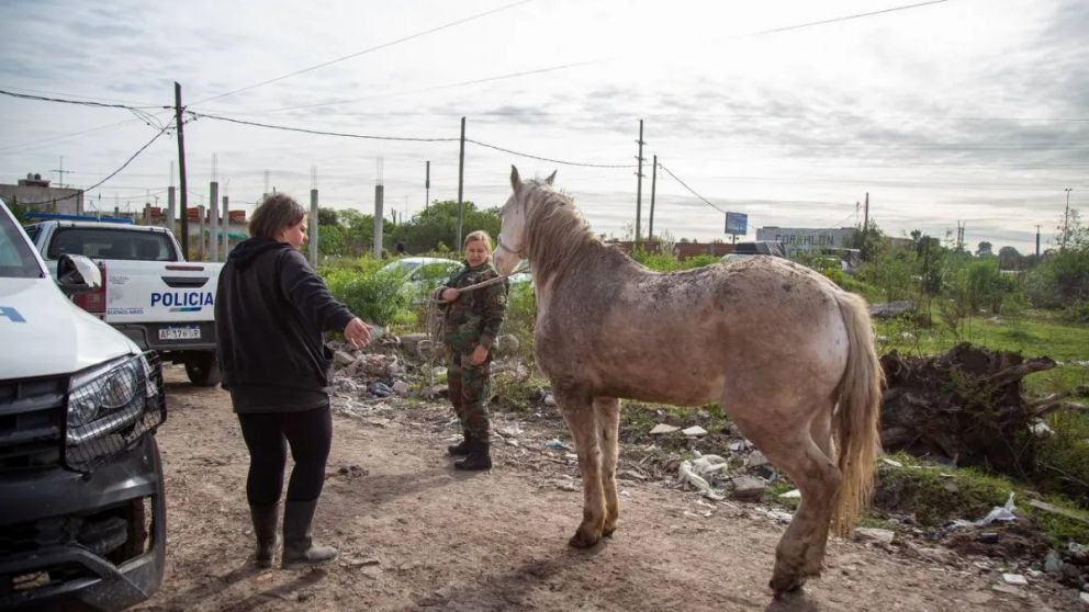 Rescatan caballos en condiciones extremas en Quilmes: comían basura y no podían caminar