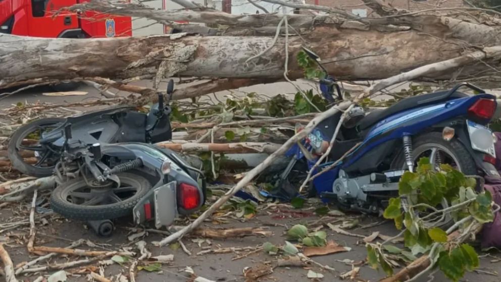 El �rbol cedi� ante la violencia del viento justo en el momento en que dos motociclistas circulaban por la zona.