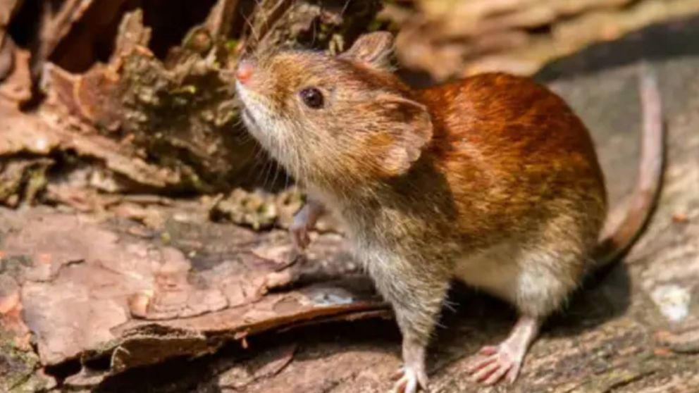 Hantavirus: claves para evitar el contagio y detectar s�ntomas.