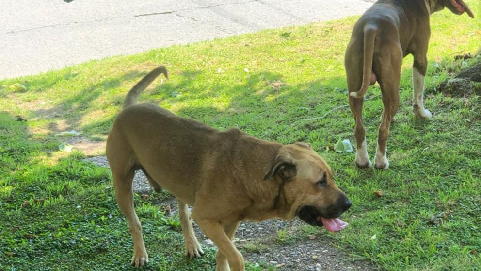 Video estremecedor: terror por pitbulls sueltos que atacan y matan a perros y gatos