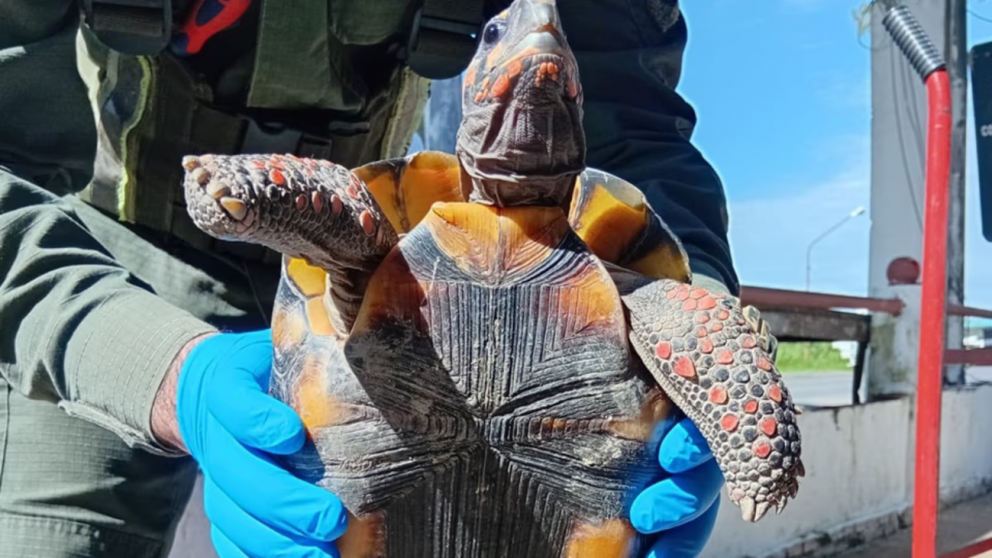 La tortuga en peligro de extinción que una mujer transportaba oculta en una olla.