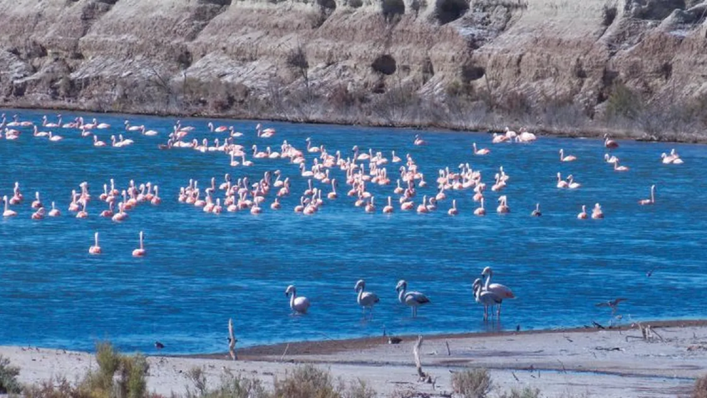 Las Lagunas de Desaguadero combinan biodiversidad, tranquilidad y paisajes naturales �nicos en el este mendocino.
